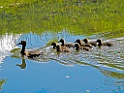 Kuifeend [13514] 06-aug-2017 (Dakhorst, Ypelo)